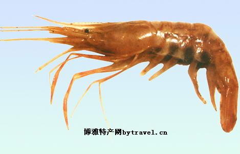 滦南毛虾