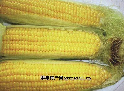 曲周甜玉米