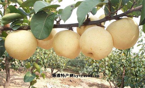 魏县鸭梨