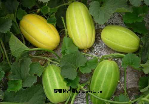 土山洼香瓜