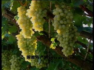 宣化葡萄