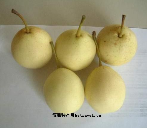 河间鸭梨
