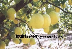 鸭广梨