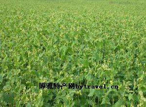 左云苦荞