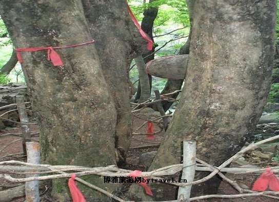 历山皇姑幔