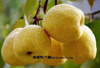 文水酥梨