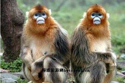周至金丝猴自然保护区