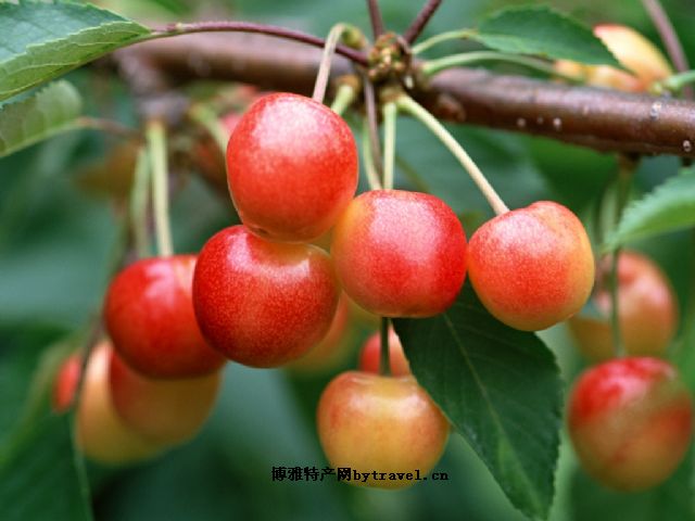 灞桥樱桃