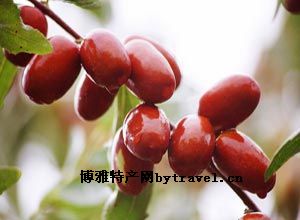 大晋枣
