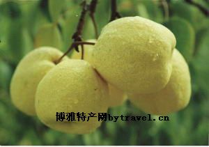 彬州梨