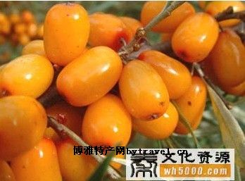 永寿沙棘