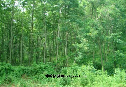 方山林场