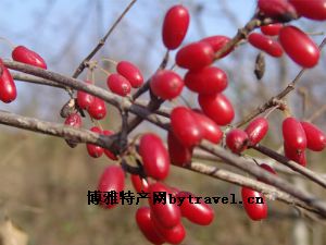 佛坪山茱萸
