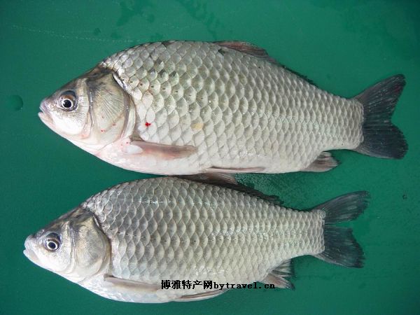 辽中鲫鱼