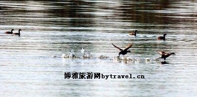 三岔河湿地