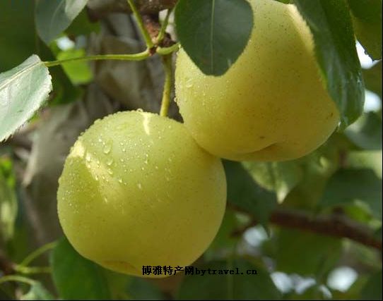 伊斯兰烧饼