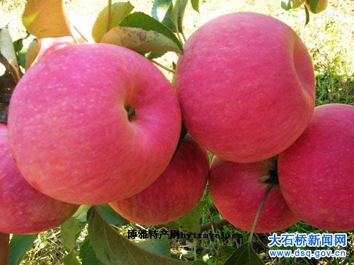 汤池寒富苹果
