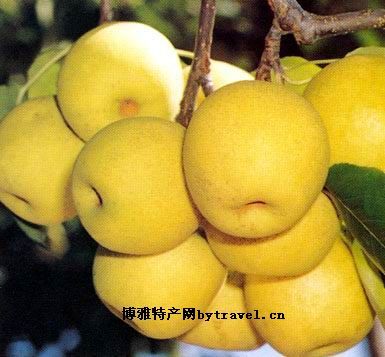 绥中白梨