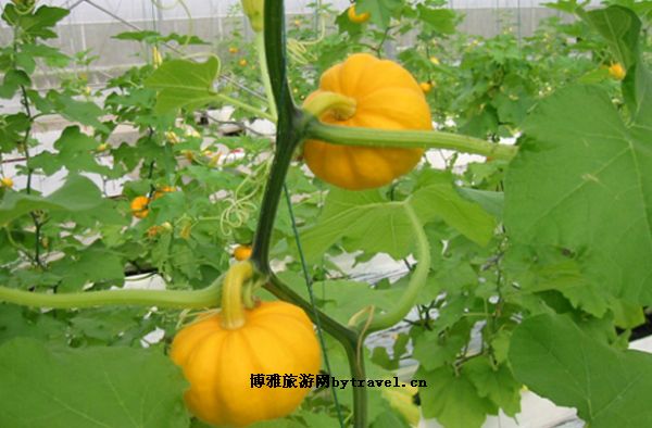 农业高科技示范园区