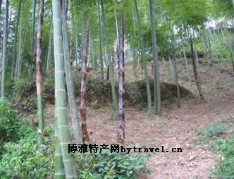 董孝子庙