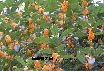 丹桂
