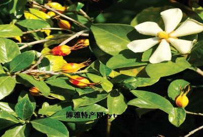 文成拉面