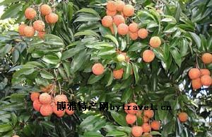 苍南荔枝