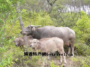 温州彩石镶嵌