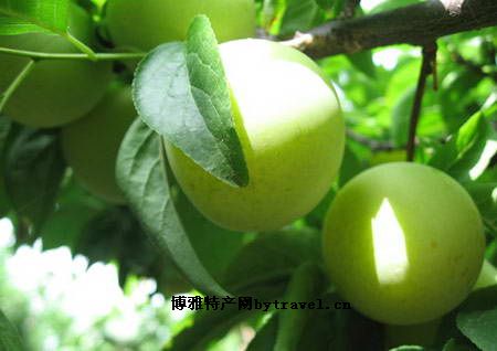 桐乡槜李