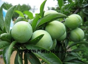 舟山金塘李子