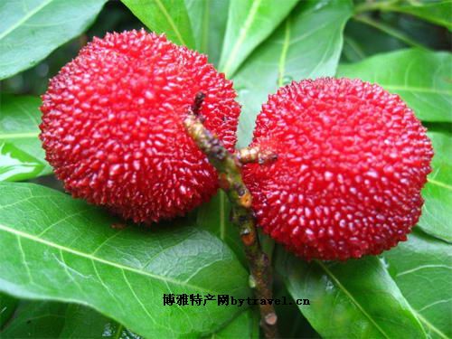 舟山晚稻杨梅