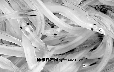 银鱼
