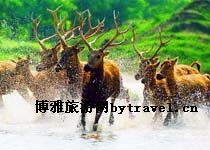 麋鹿保护区