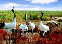 丹顶鹤自然保护区