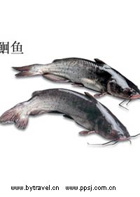长吻鮰
