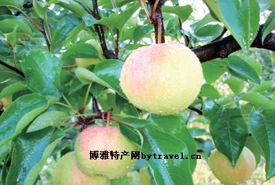 延边苹果梨