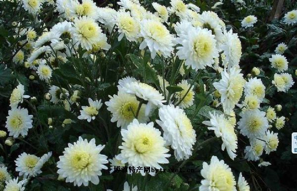 黄山贡菊