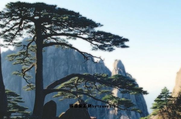 迎客松