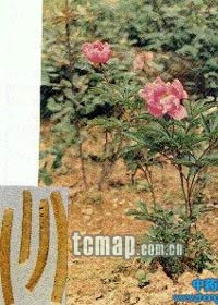 亳白芍