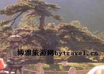 凤凰古松