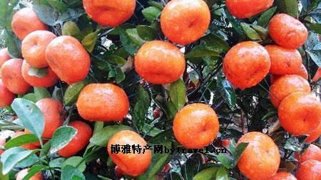 福桔