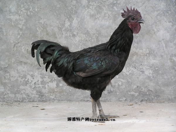 德化黑鸡
