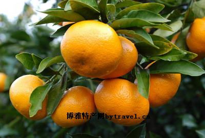 永春芦柑