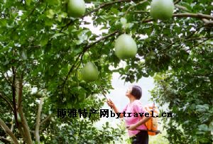 程溪菠萝