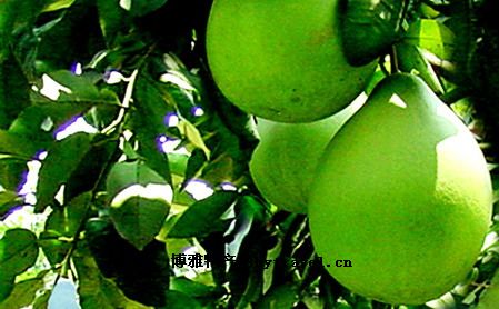 平和琯溪蜜柚
