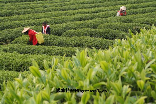 官司云雾茶