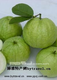 宁德番石榴
