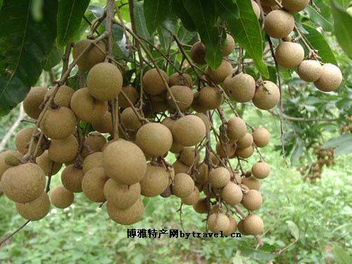 蕉城晚熟龙眼