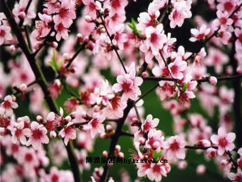 桃花洞