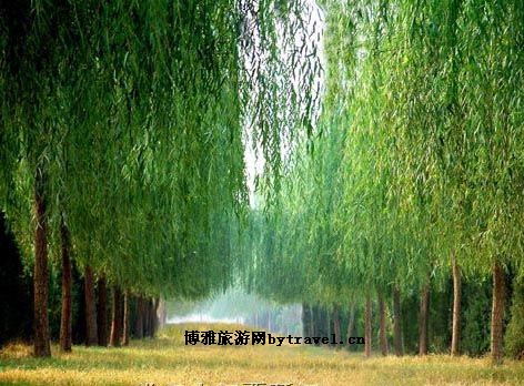 济南市黄河森林公园
